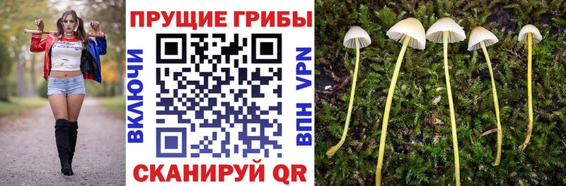 Галлюциногенные грибы Psilocybine cubensis  Купить где  Белово 